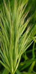 Bromus scoparius