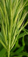Bromus scoparius