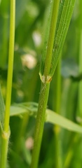 Bromus scoparius