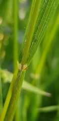 Bromus scoparius