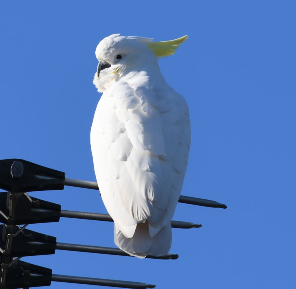 Sulphur-crested Cockatoo from Sydney NSW, Australia on June 14, 2022 at ...