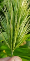 Bromus scoparius