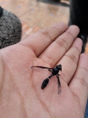 Mimocalla gigantea