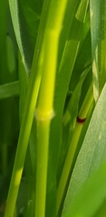 Bromus scoparius