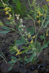 Crotalaria medicaginea