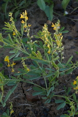 Crotalaria medicaginea