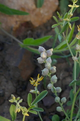 Crotalaria medicaginea