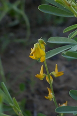 Crotalaria medicaginea