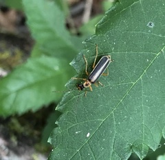 Podabrus brunnicollis