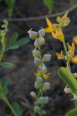 Crotalaria medicaginea