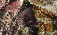 Gymnothorax thyrsoideus