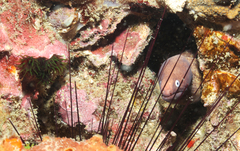 Gymnothorax thyrsoideus