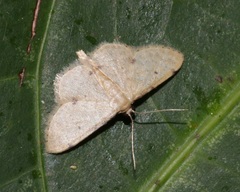 Idaea ptyonopoda