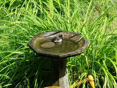 Dark-eyed Junco photographed in Washington