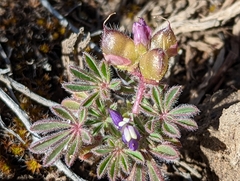 Lupinus brevicaulis