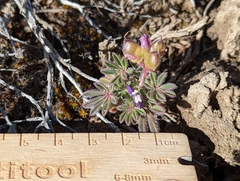 Lupinus brevicaulis