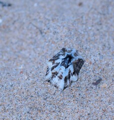 Patelloida saccharina