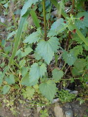 Scrophularia peregrina
