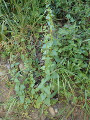 Scrophularia peregrina