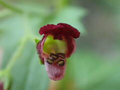 Scrophularia peregrina