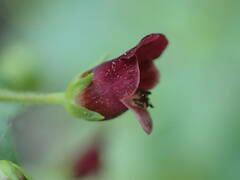 Scrophularia peregrina