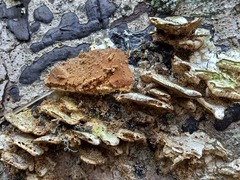 Metuloidea rhinocephala