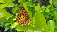 Polygonia c-aureum lunulata