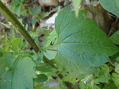 Scrophularia peregrina