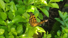 Polygonia c-aureum lunulata