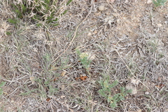 Comandra umbellata pallida