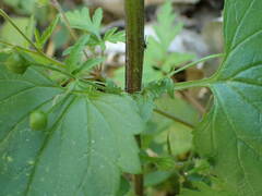 Scrophularia peregrina