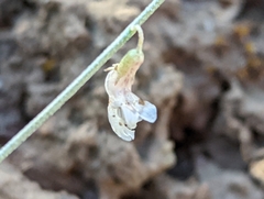 Astragalus atratus