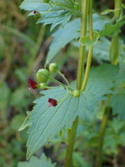 Scrophularia peregrina