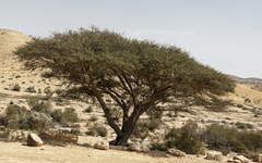 Vachellia tortilis raddiana