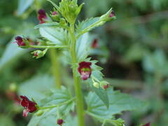 Scrophularia peregrina
