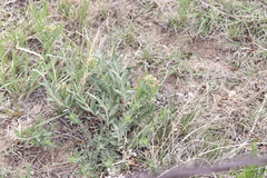 Comandra umbellata pallida