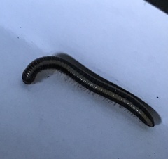 Spirobolellus immigrans
