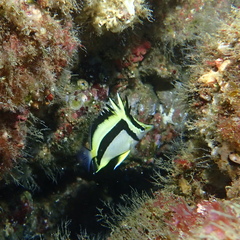 Prognathodes falcifer
