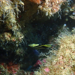 Prognathodes falcifer