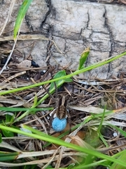 Alopecosa pulverulenta