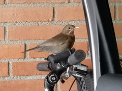 Turdus merula