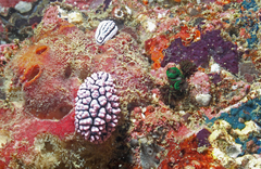 Phyllidiella pustulosa