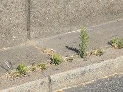 Erigeron canadensis