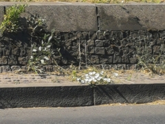 Convolvulus arvensis