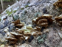 Metuloidea rhinocephala