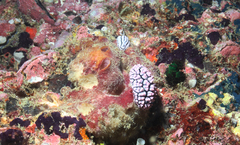Phyllidiella pustulosa