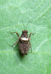 Thoradonta nodulosa