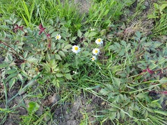Asteraceae