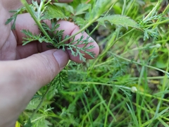 Asteraceae