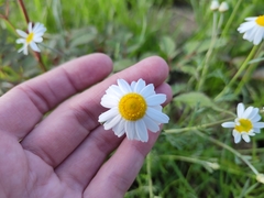 Asteraceae
